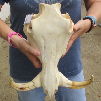 14" African Warthog TOP Skull with 8" Ivory Tusks - $115