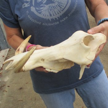 14" African Warthog TOP Skull with 8" Ivory Tusks - $115