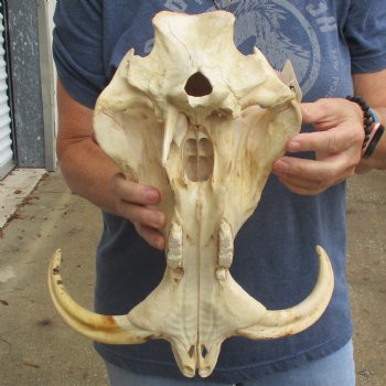 14" African Warthog TOP Skull with 8" Ivory Tusks - $115