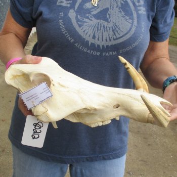 14" African Warthog TOP Skull with 8" Ivory Tusks - $115