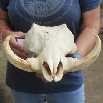 14" African Warthog TOP Skull with 7" Ivory Tusks - $95