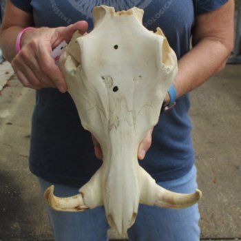 14" African Warthog TOP Skull with 7" Ivory Tusks - $95