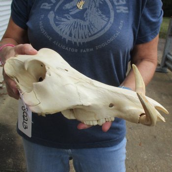 14" African Warthog TOP Skull with 7" Ivory Tusks - $95