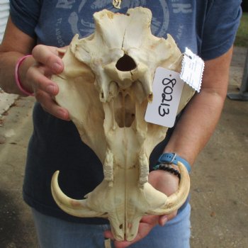 14" African Warthog TOP Skull with 7" Ivory Tusks - $95