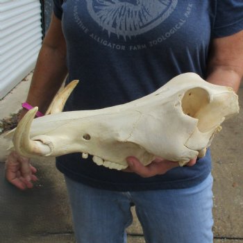 14" African Warthog TOP Skull with 7" Ivory Tusks - $95