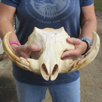 14" African Warthog TOP Skull with 8" Ivory Tusks - $115