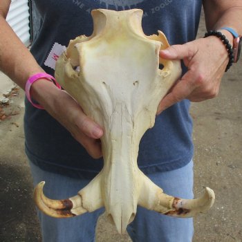 14" African Warthog TOP Skull with 8" Ivory Tusks - $115