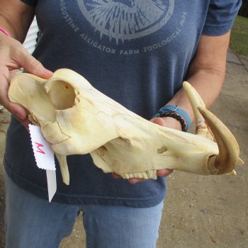 14" African Warthog TOP Skull with 8" Ivory Tusks - $115