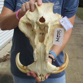 14" African Warthog TOP Skull with 8" Ivory Tusks - $115