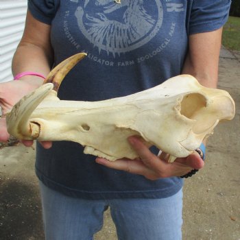 14" African Warthog TOP Skull with 8" Ivory Tusks - $115