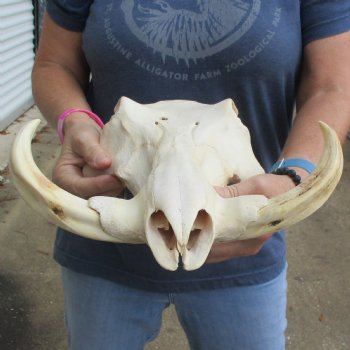 14" African Warthog TOP Skull with 7" Ivory Tusks - $105