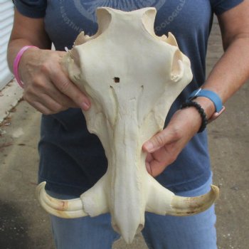 14" African Warthog TOP Skull with 7" Ivory Tusks - $105