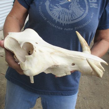 14" African Warthog TOP Skull with 7" Ivory Tusks - $105