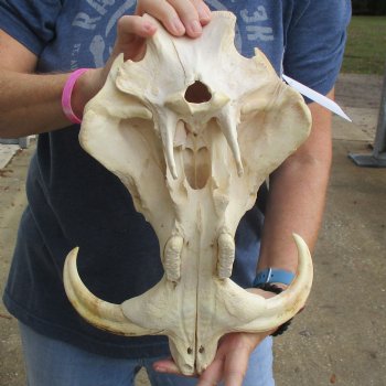 14" African Warthog TOP Skull with 7" Ivory Tusks - $105