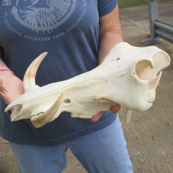 14" African Warthog TOP Skull with 7" Ivory Tusks - $105