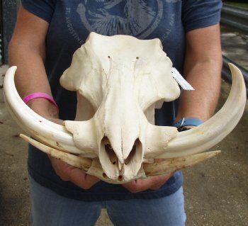 Real 14 inch long African Warthog Skull for sale with 8 inch Ivory tusks - $145