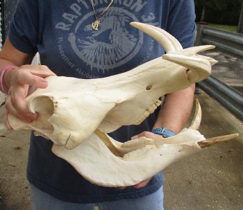 Real 14 inch long African Warthog Skull for sale with 8 inch Ivory tusks - $145