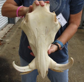 Real 14 inch long African Warthog Skull for sale with 8 inch Ivory tusks - $145