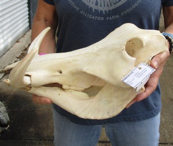 Real 14 inch long African Warthog Skull for sale with 8 inch Ivory tusks - $145