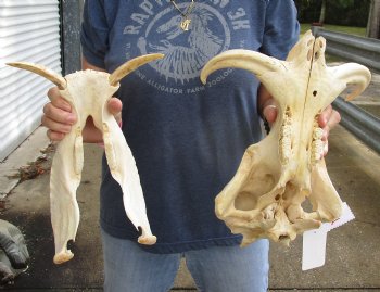 Real 14 inch long African Warthog Skull for sale with 8 inch Ivory tusks - $145