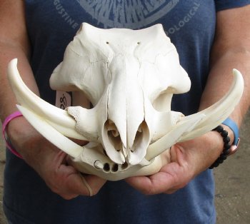 Buy this 13 inch long African Warthog Skull with 6 inch Ivory tusks for $120