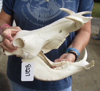 Buy this 13 inch long African Warthog Skull with 6 inch Ivory tusks for $120