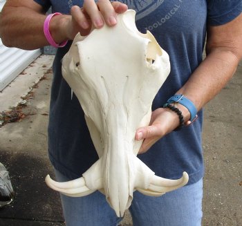 Buy this 13 inch long African Warthog Skull with 6 inch Ivory tusks for $120