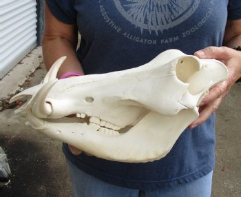 Buy this 13 inch long African Warthog Skull with 6 inch Ivory tusks for $120