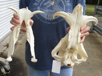 Buy this 13 inch long African Warthog Skull with 6 inch Ivory tusks for $120