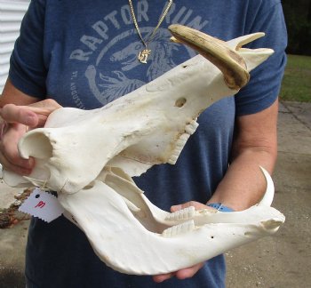 Authentic 14 inch long African Warthog Skull for sale with 7 inch Ivory tusks - Buy now for $135