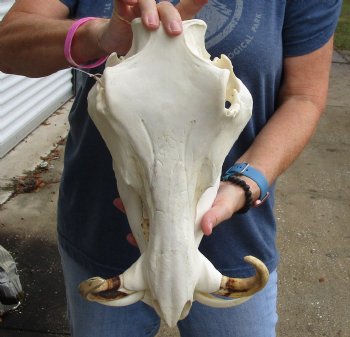 Authentic 14 inch long African Warthog Skull for sale with 7 inch Ivory tusks - Buy now for $135