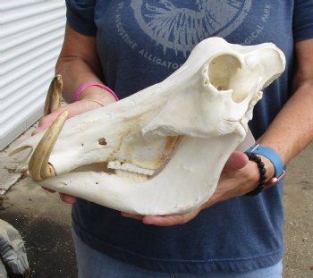 Authentic 14 inch long African Warthog Skull for sale with 7 inch Ivory tusks - Buy now for $135