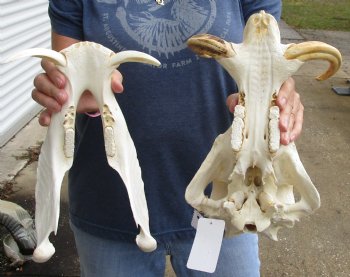 Authentic 14 inch long African Warthog Skull for sale with 7 inch Ivory tusks - Buy now for $135