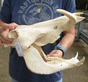 Real 14 inch long African Warthog Skull for sale with 7 inch Ivory tusks - $135