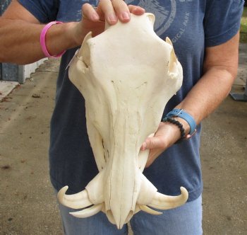 Real 14 inch long African Warthog Skull for sale with 7 inch Ivory tusks - $135