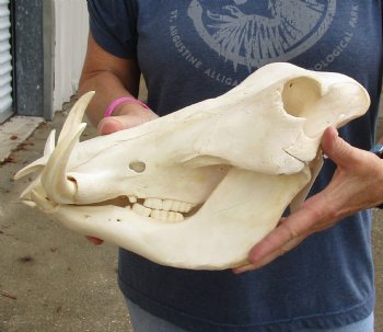 Real 14 inch long African Warthog Skull for sale with 7 inch Ivory tusks - $135