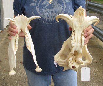 Real 14 inch long African Warthog Skull for sale with 7 inch Ivory tusks - $135