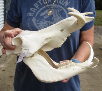 Buy this 14 inch long African Warthog Skull with 7 inch Ivory tusks for $135