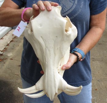 Buy this 14 inch long African Warthog Skull with 7 inch Ivory tusks for $135