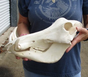 Buy this 14 inch long African Warthog Skull with 7 inch Ivory tusks for $135