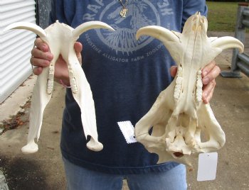 Buy this 14 inch long African Warthog Skull with 7 inch Ivory tusks for $135