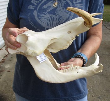 Authentic 14 inch long African Warthog Skull for sale with 8 inch Ivory tusks - Buy now for $145