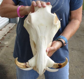 Authentic 14 inch long African Warthog Skull for sale with 8 inch Ivory tusks - Buy now for $145