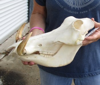 Authentic 14 inch long African Warthog Skull for sale with 8 inch Ivory tusks - Buy now for $145