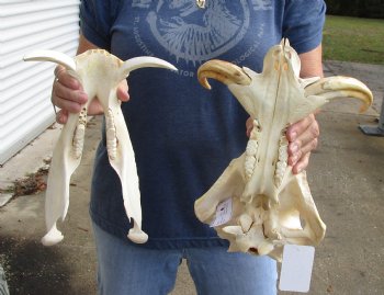 Authentic 14 inch long African Warthog Skull for sale with 8 inch Ivory tusks - Buy now for $145