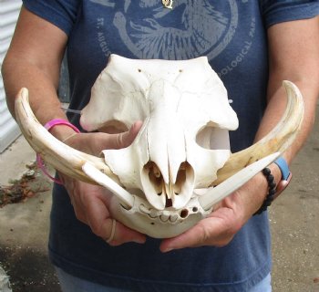 Authentic 14 inch long African Warthog Skull for sale with 7 inch Ivory tusks - Buy now for $135