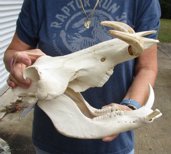 Authentic 14 inch long African Warthog Skull for sale with 7 inch Ivory tusks - Buy now for $135