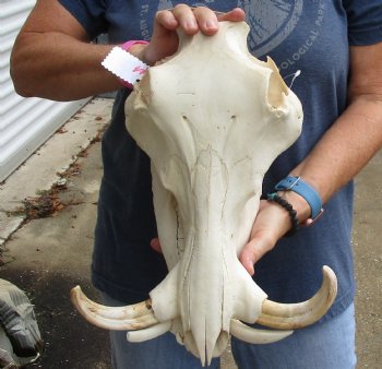 Authentic 14 inch long African Warthog Skull for sale with 7 inch Ivory tusks - Buy now for $135