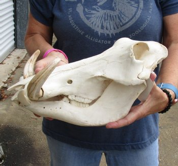 Authentic 14 inch long African Warthog Skull for sale with 7 inch Ivory tusks - Buy now for $135