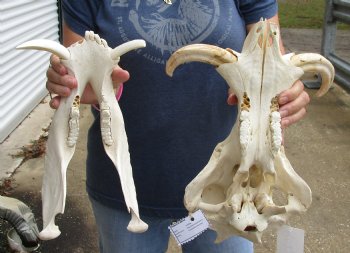 Authentic 14 inch long African Warthog Skull for sale with 7 inch Ivory tusks - Buy now for $135